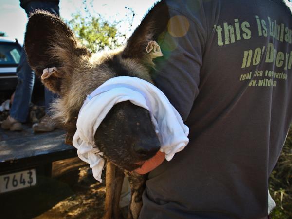 Endangered wildlife conservation in South Africa