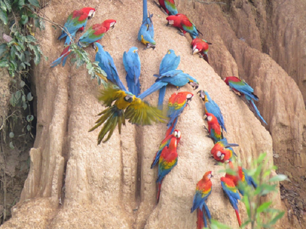 Cusco and Peruvian Amazon vacation