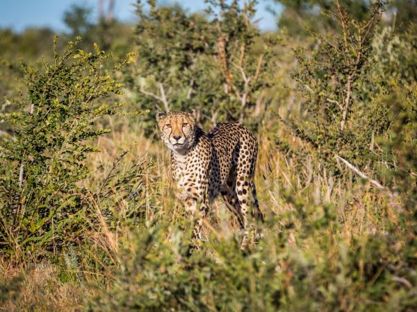 Madikwe reserve safaris in South Africa