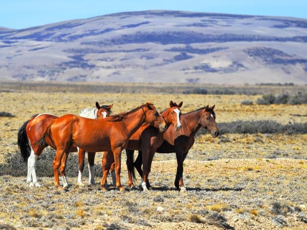 Honeymoon in Argentina
