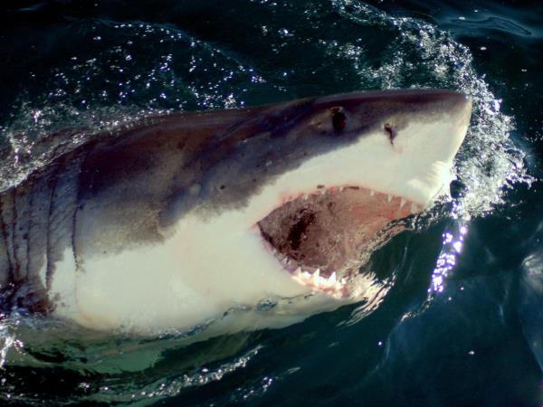 South Africa shark diving tour