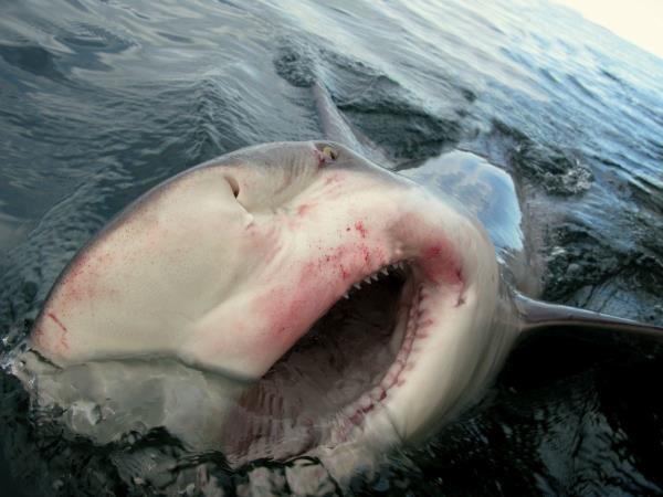 South Africa shark diving tour