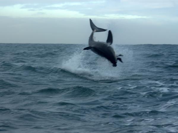 South Africa shark diving tour