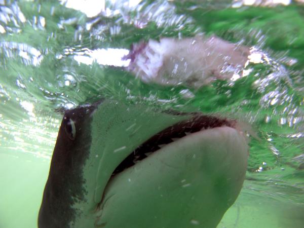 South Africa shark diving tour