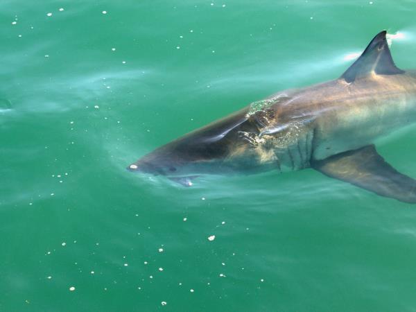 South Africa shark diving tour