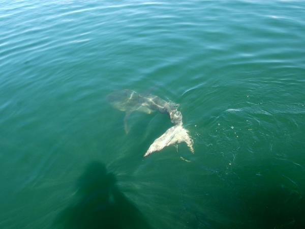 South Africa shark diving tour