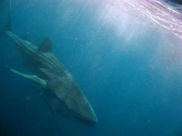 South Africa shark diving tour