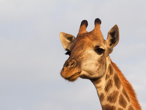 South Africa self drive vacation
