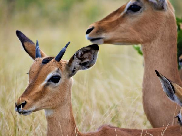 Madikwe reserve safaris in South Africa