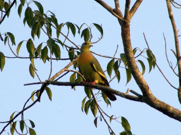 Bhutan birdwatching tour