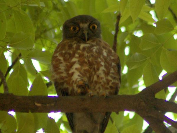 Bhutan birdwatching tour