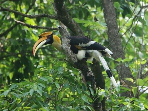 Bhutan birdwatching tour