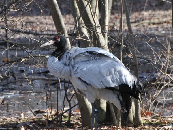 Bhutan birdwatching tour