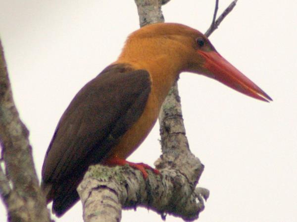 Bhutan birdwatching tour