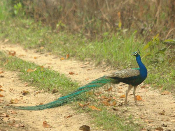 Bhutan birdwatching tour