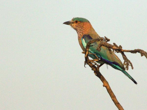 Bhutan birdwatching tour