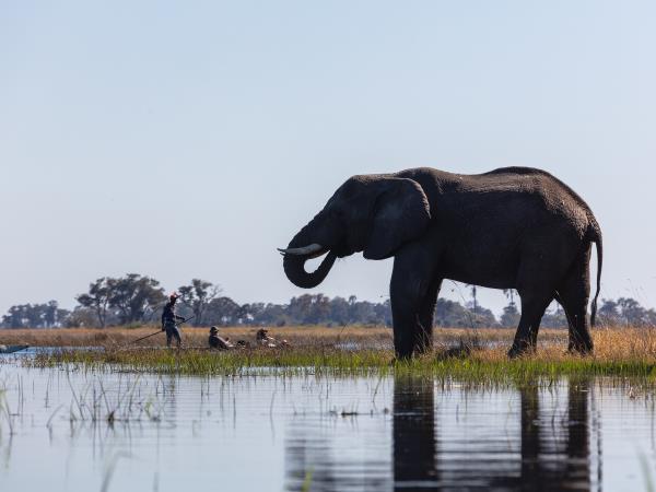 Botswana flying safari, tailor made