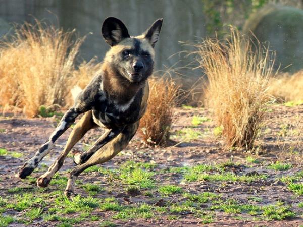 Botswana flying safari, tailor made
