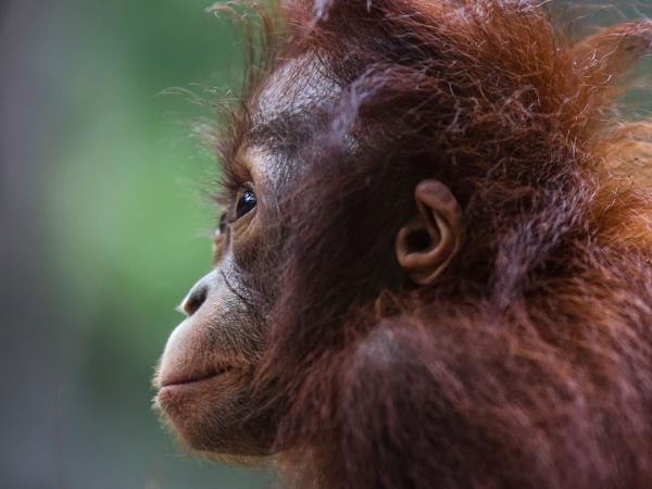 Borneo luxury wildlife and beach vacation