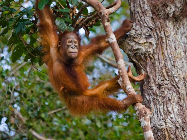 Borneo luxury wildlife and beach vacation
