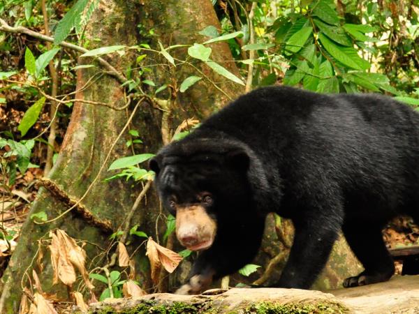 Borneo luxury wildlife and beach vacation