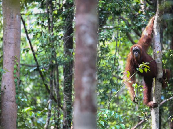 Borneo luxury wildlife and beach vacation