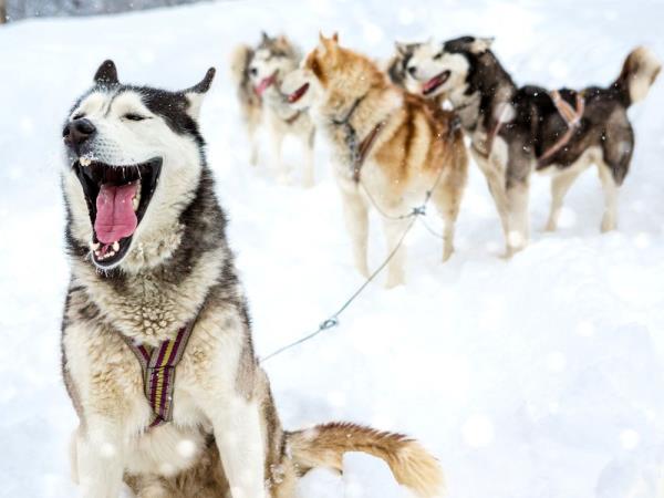 Winter short break in Finland
