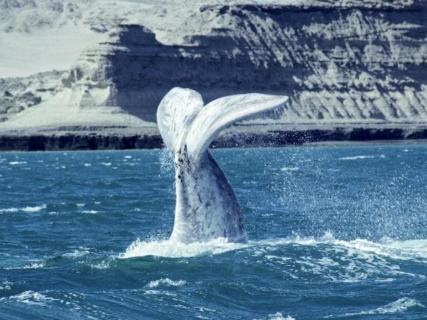 Argentina wildlife tour