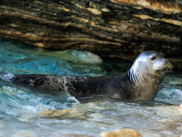 Seal conservation vacation in Greece