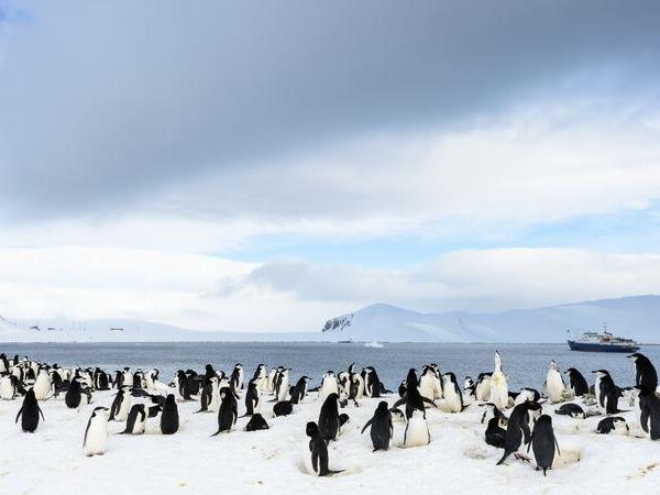 Antarctic whale watching cruise