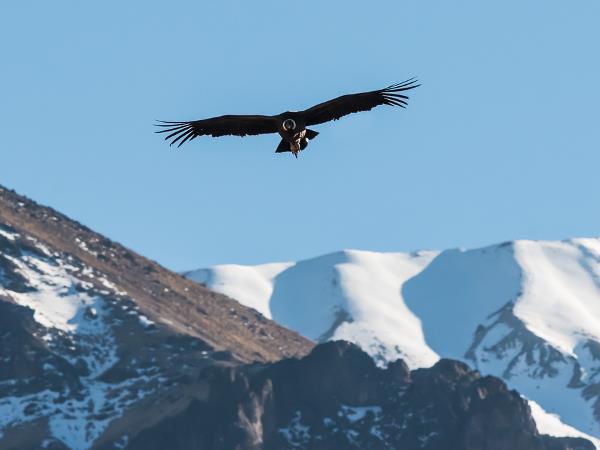 Complete Peru vacation, Pacific to the Andes
