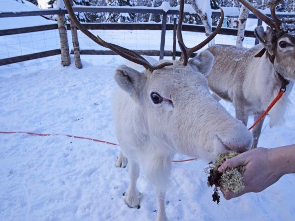 Christmas or New Year 2023 in Lapland