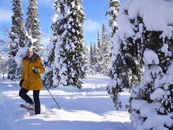 Christmas or New Year 2023 in Lapland