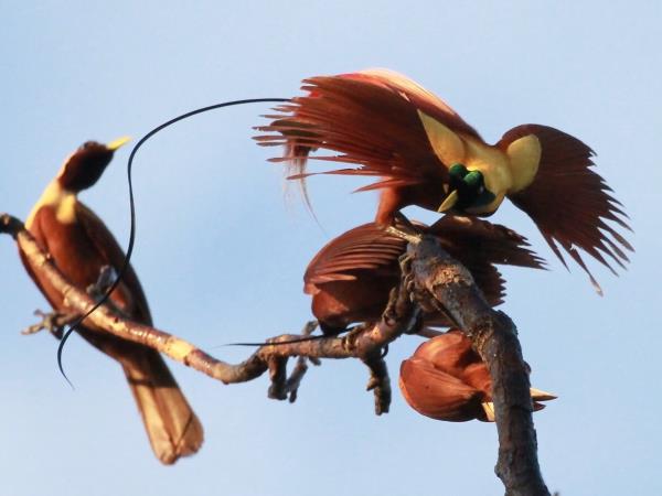Indonesian Islands expedition cruise