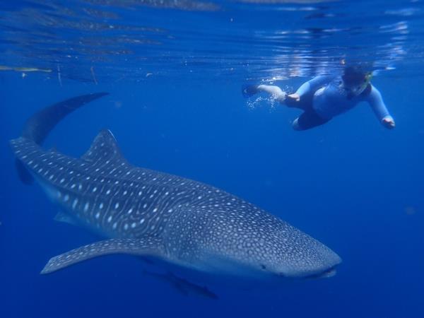 Indonesian Islands expedition cruise