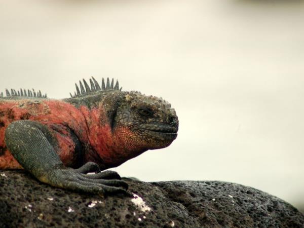 Galapagos cruise and Ecuador tour