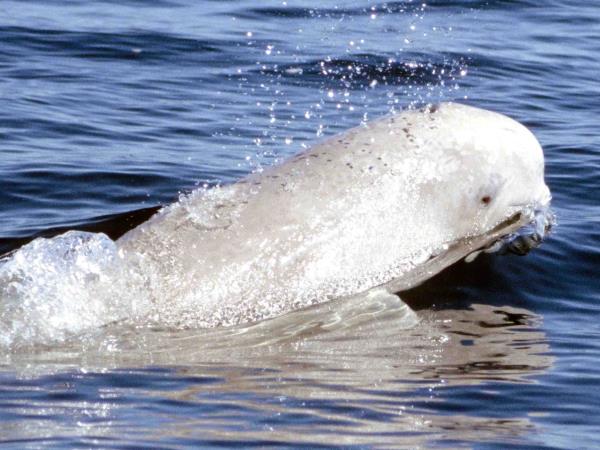 Canada polar bears and beluga whales tour