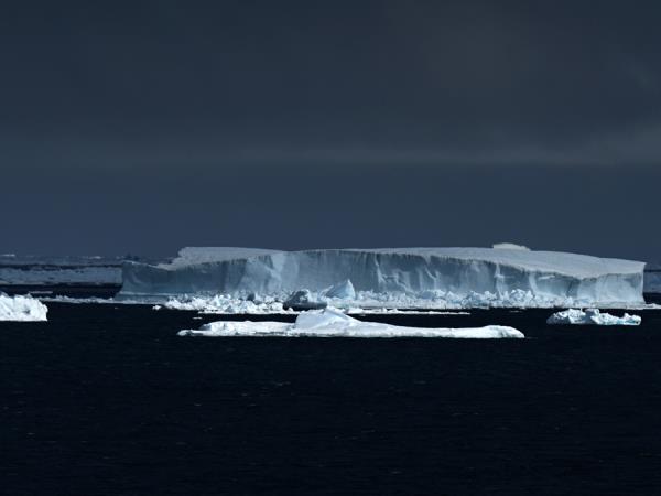 Canada polar bears and beluga whales tour
