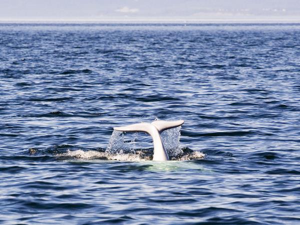 Canada polar bears and beluga whales tour