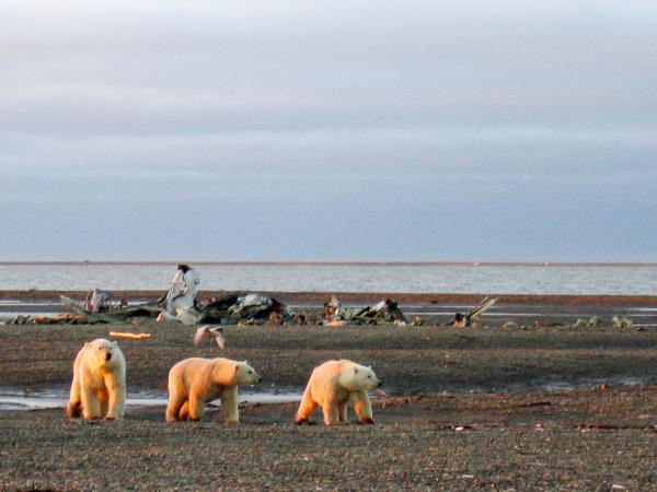 Canada polar bears and beluga whales tour