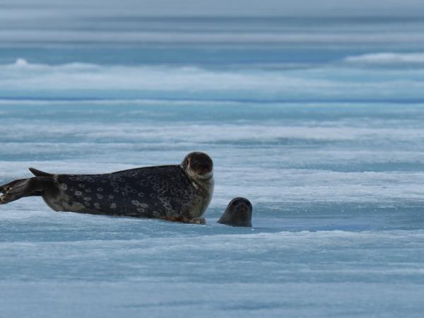 Canada polar bears and beluga whales tour