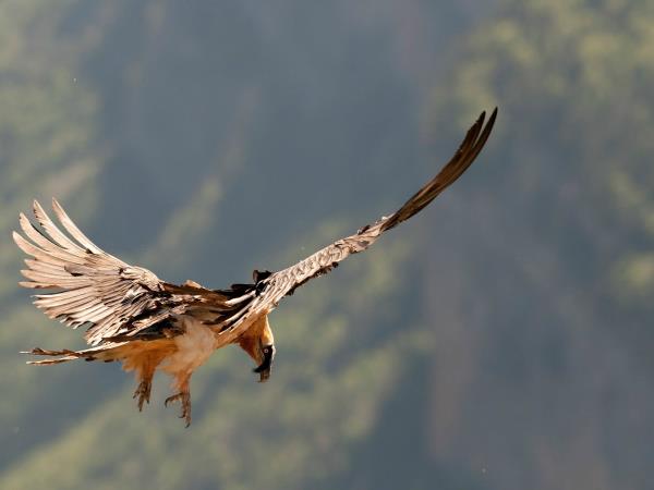 Wildlife and walking vacation in the Spanish Pyrenees