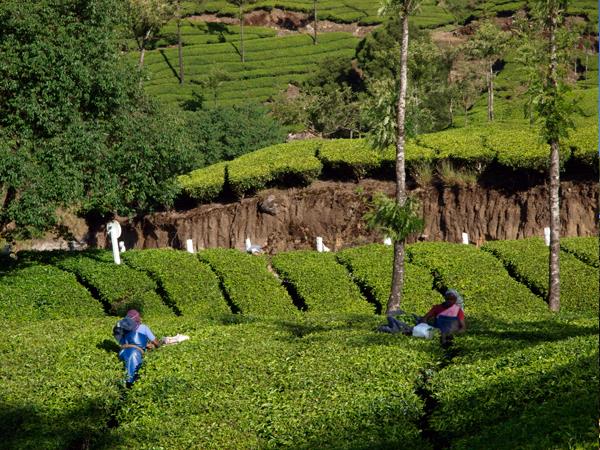 Western Ghats walking tour in India