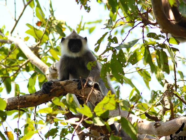 Western Ghats walking tour in India
