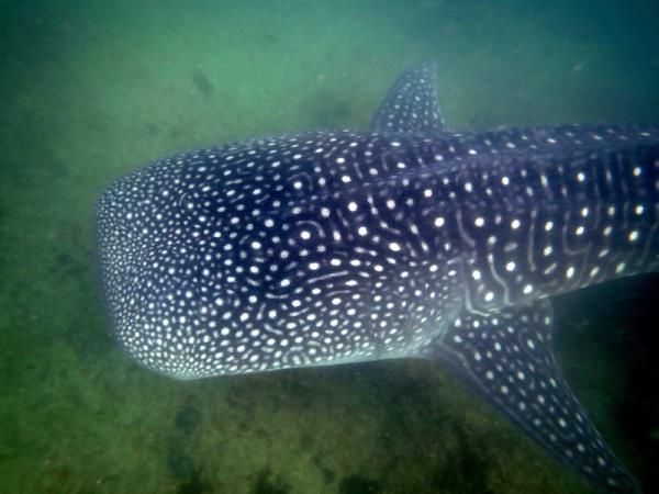 South Africa safari with beach break in Mozambique