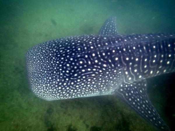 Mozambique beach vacation with ocean safaris