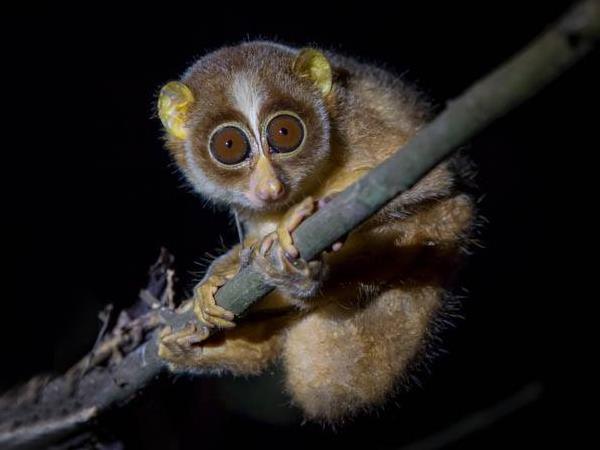 Western Ghats wildlife tour in India