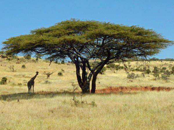 Luxury Kenya vacation