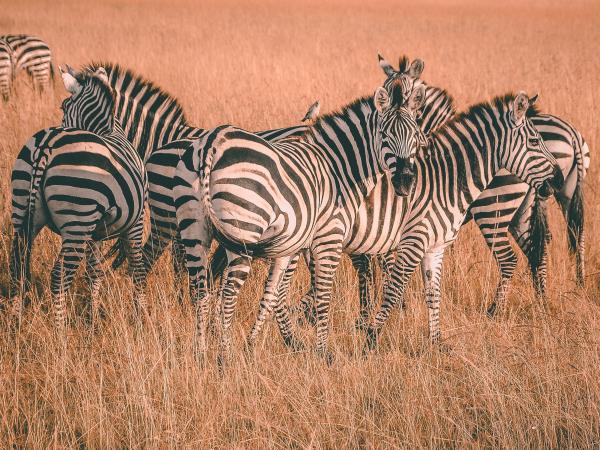 Luxury Kenya vacation
