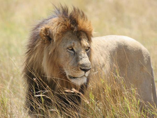 Luxury Kenya vacation